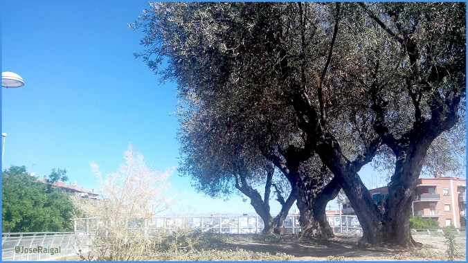 20-de-junio-2015-OLIVOS