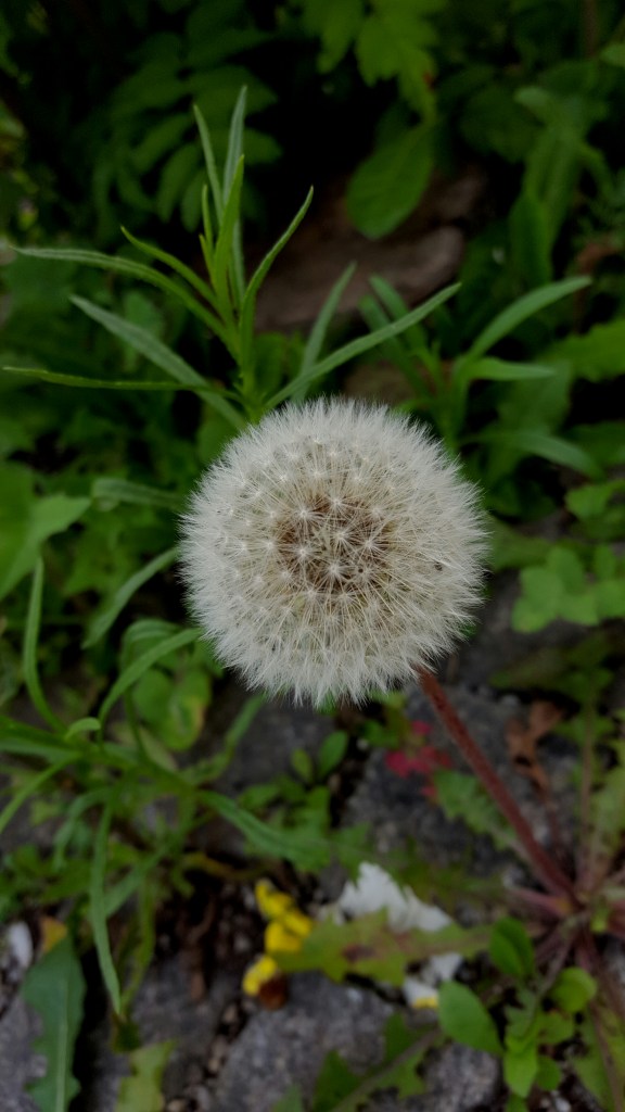 le miramos el diente