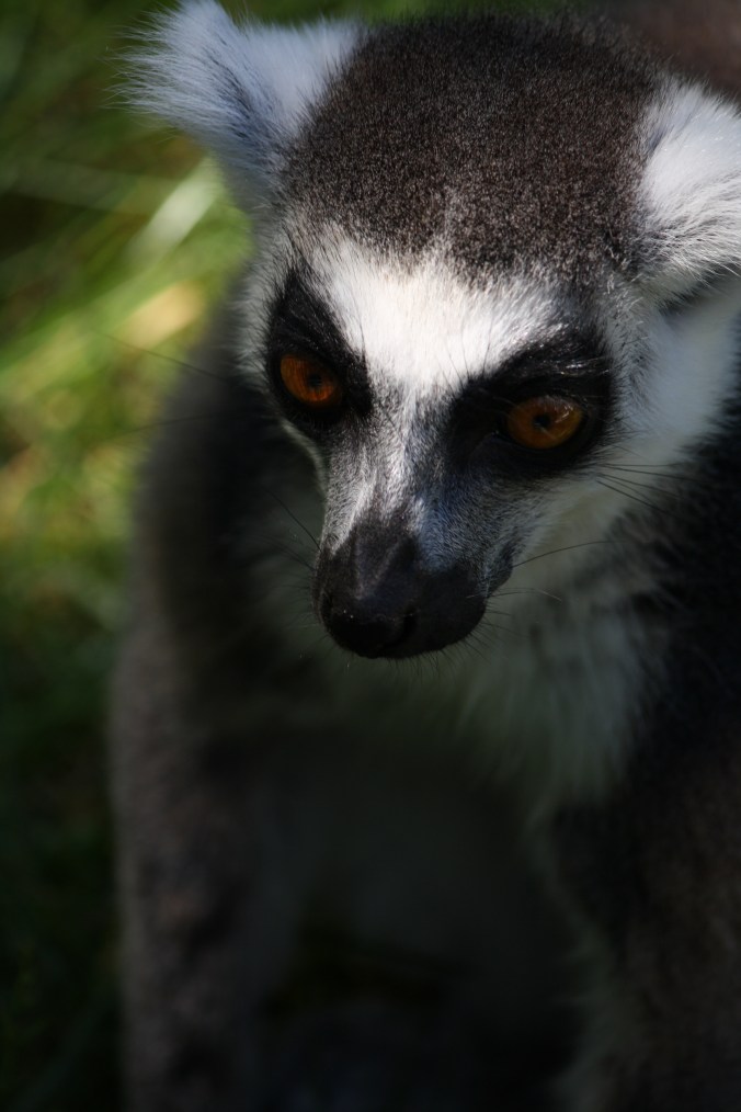 Yellow eyes