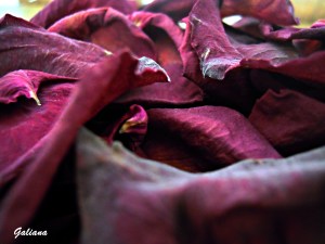 entre pétalos secos