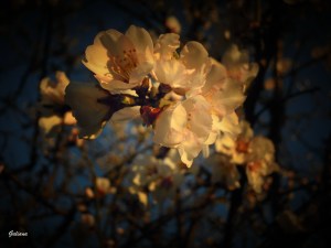 almendros en flor