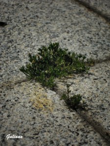 naturaleza entre piedras
