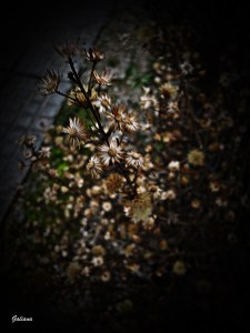 flores silvestres total