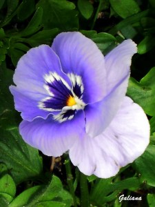 pensamientos morados 2