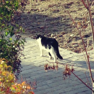 Qué le pasó al gato