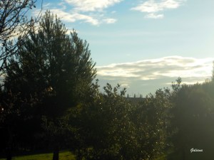 árboles de moratalaz