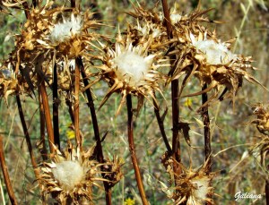 flor de cardo