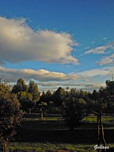 arboles de moratalaz